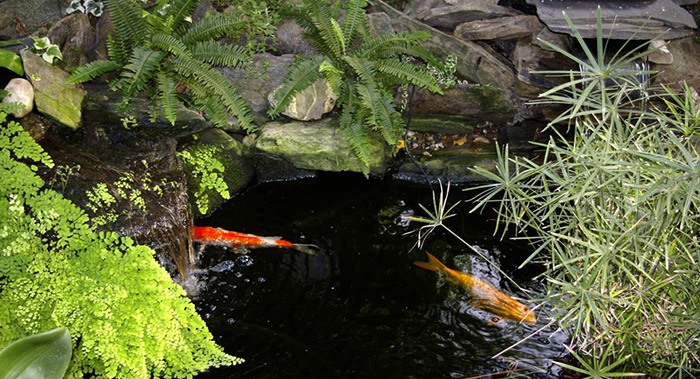 5 Good Reasons to Build a Fish Pond