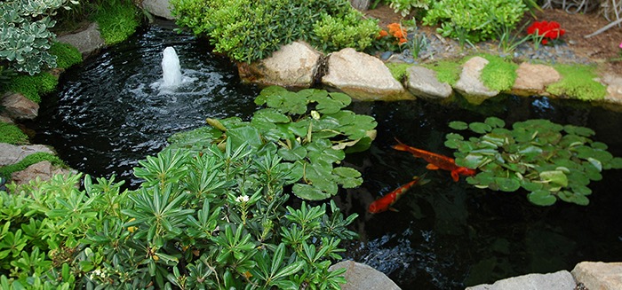 Building Fish ponds like this one