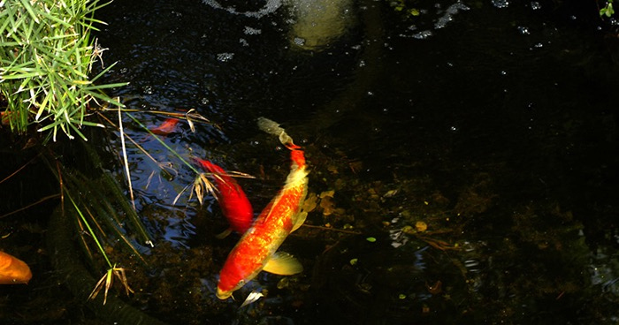 Building a Koi Pond Can Be a Lot of Fun