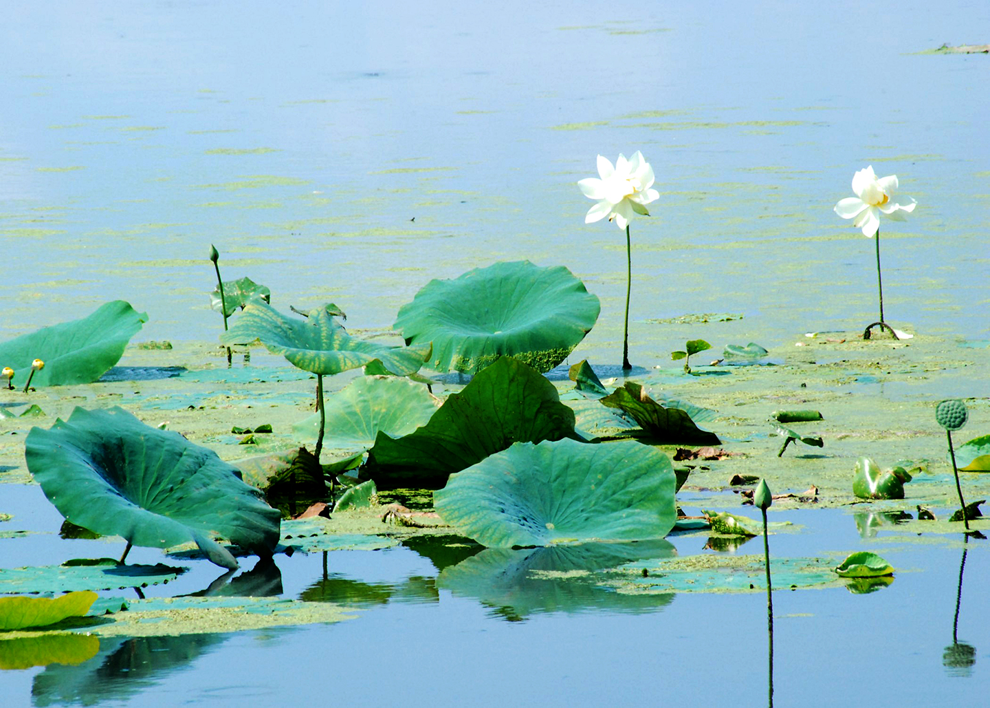 Planting the best koi pond plants is a challenge