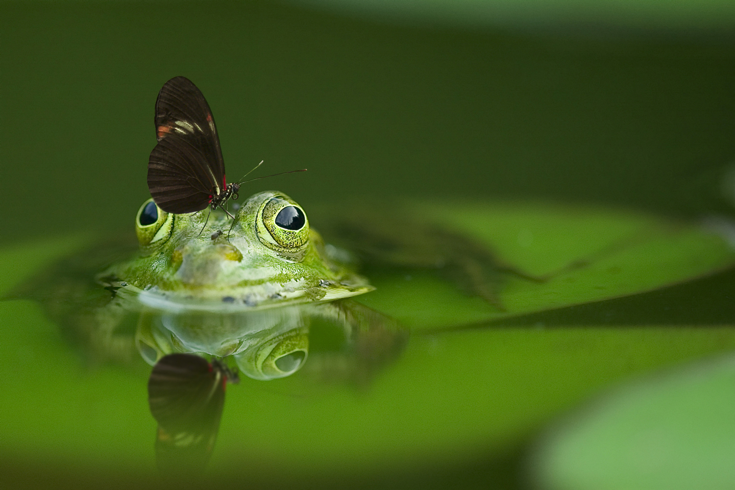 pond filter