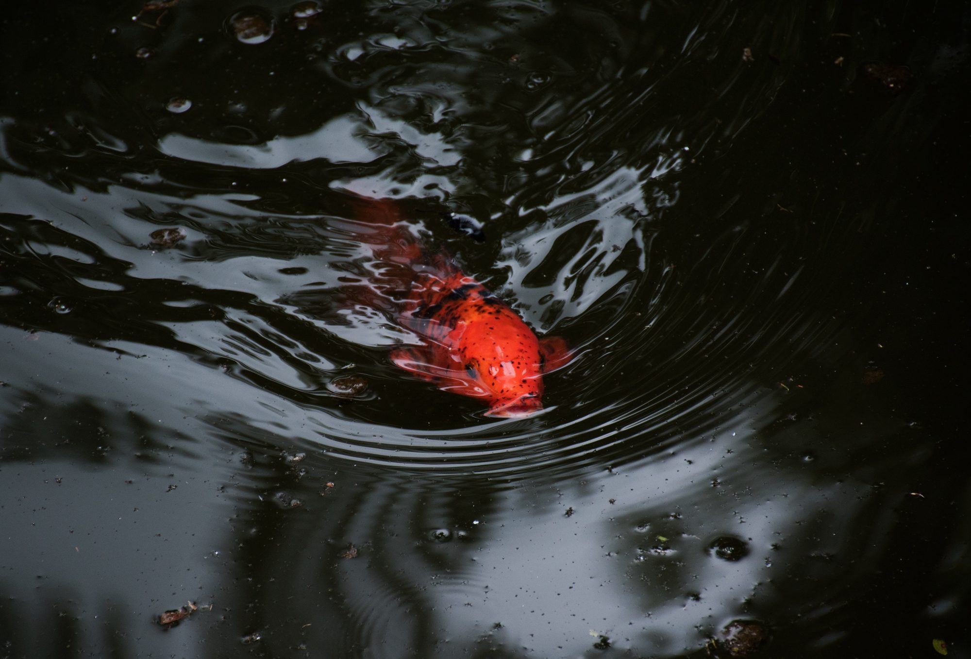 Koi in a solar pond pumps pool