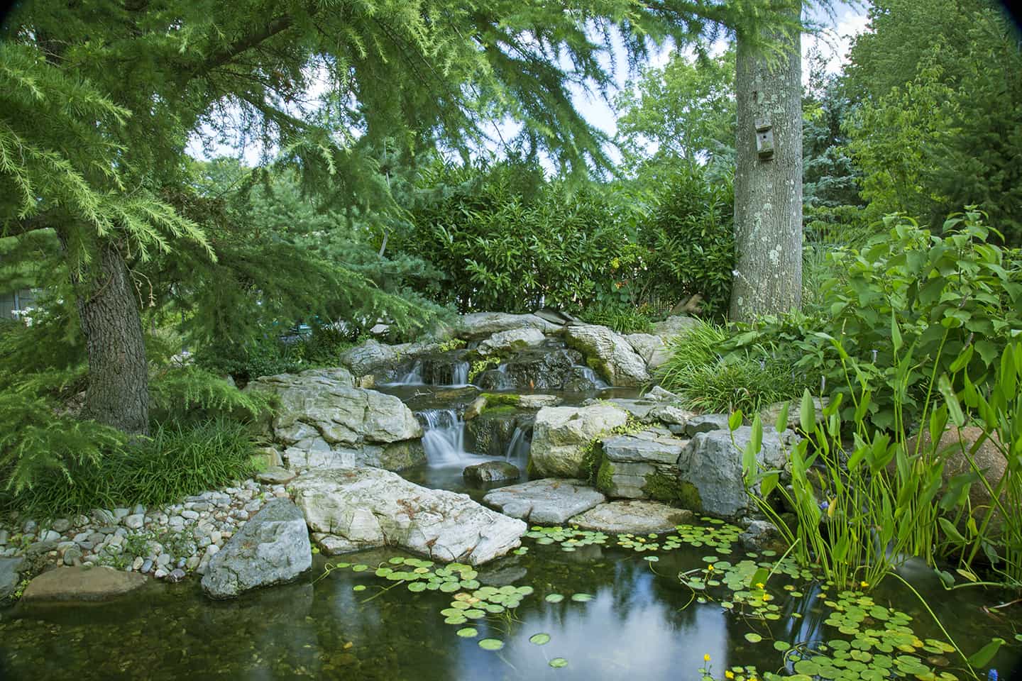 Fish Pond design ideas