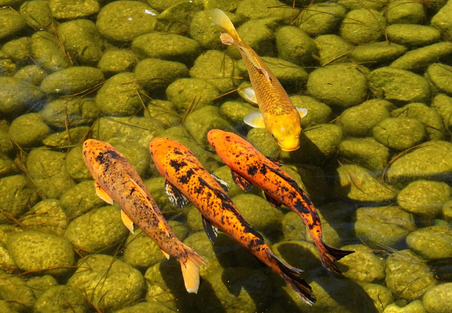 koi pond pumps to clean water