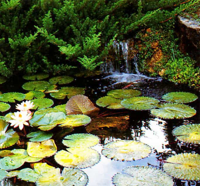 lily pond with a waterfall