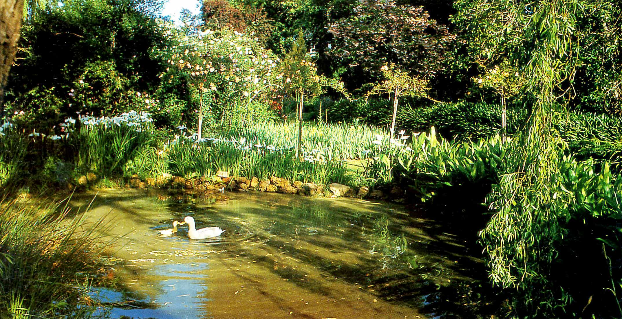 simple duck pond