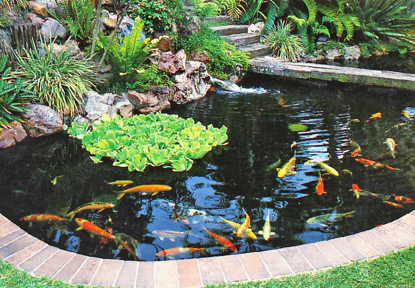 koi pond with water lettuce