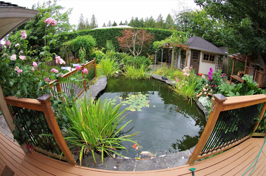 backyard koi pond.