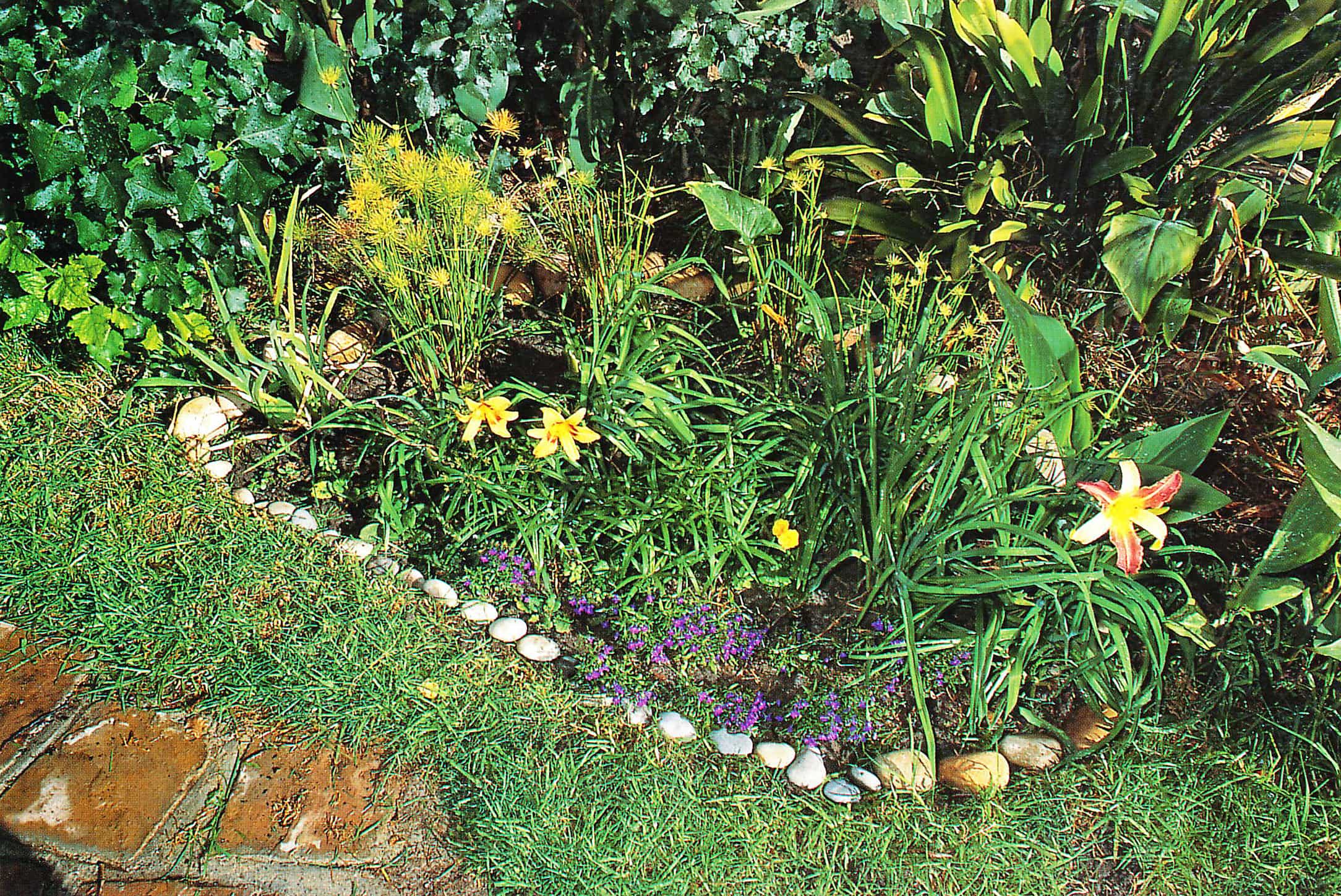 little bog garden