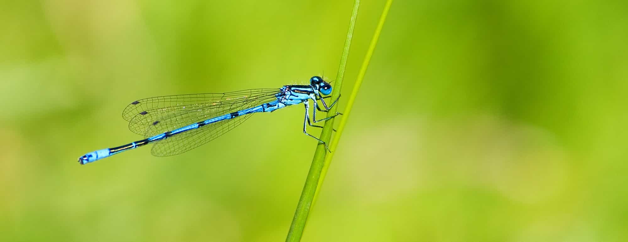 azure damselfly