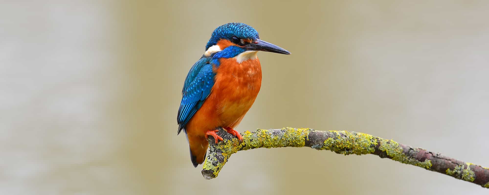 common kingfisher