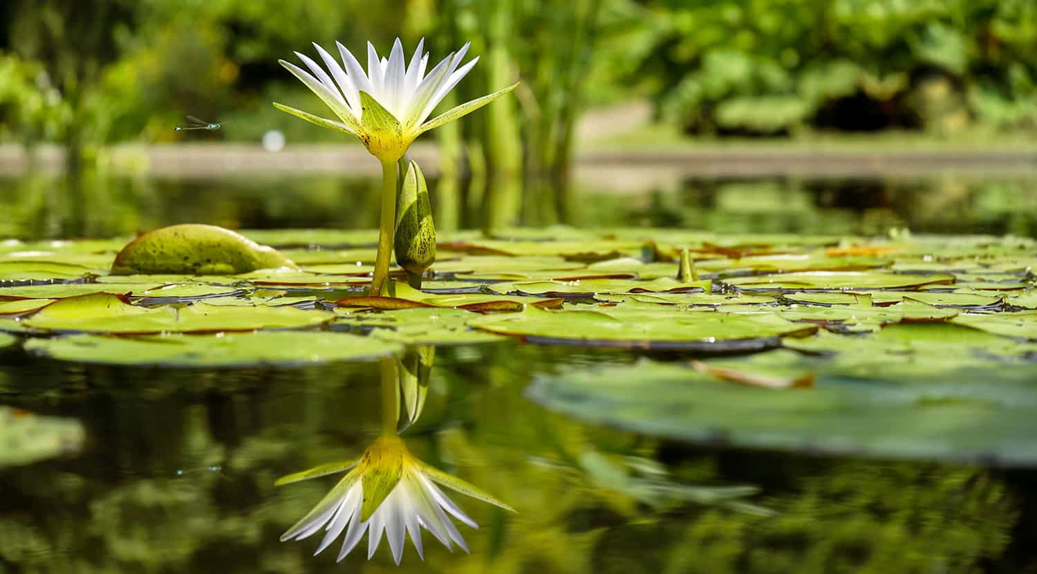 lily in water garden