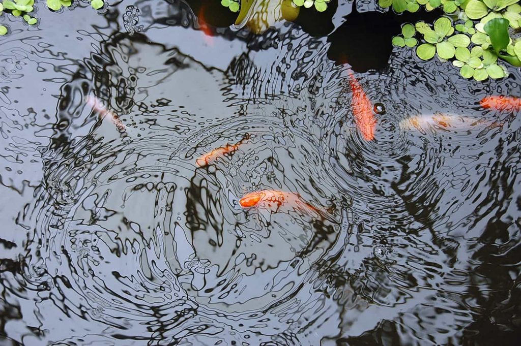 Koi in a cold pond - Do you need pond heating - NO!