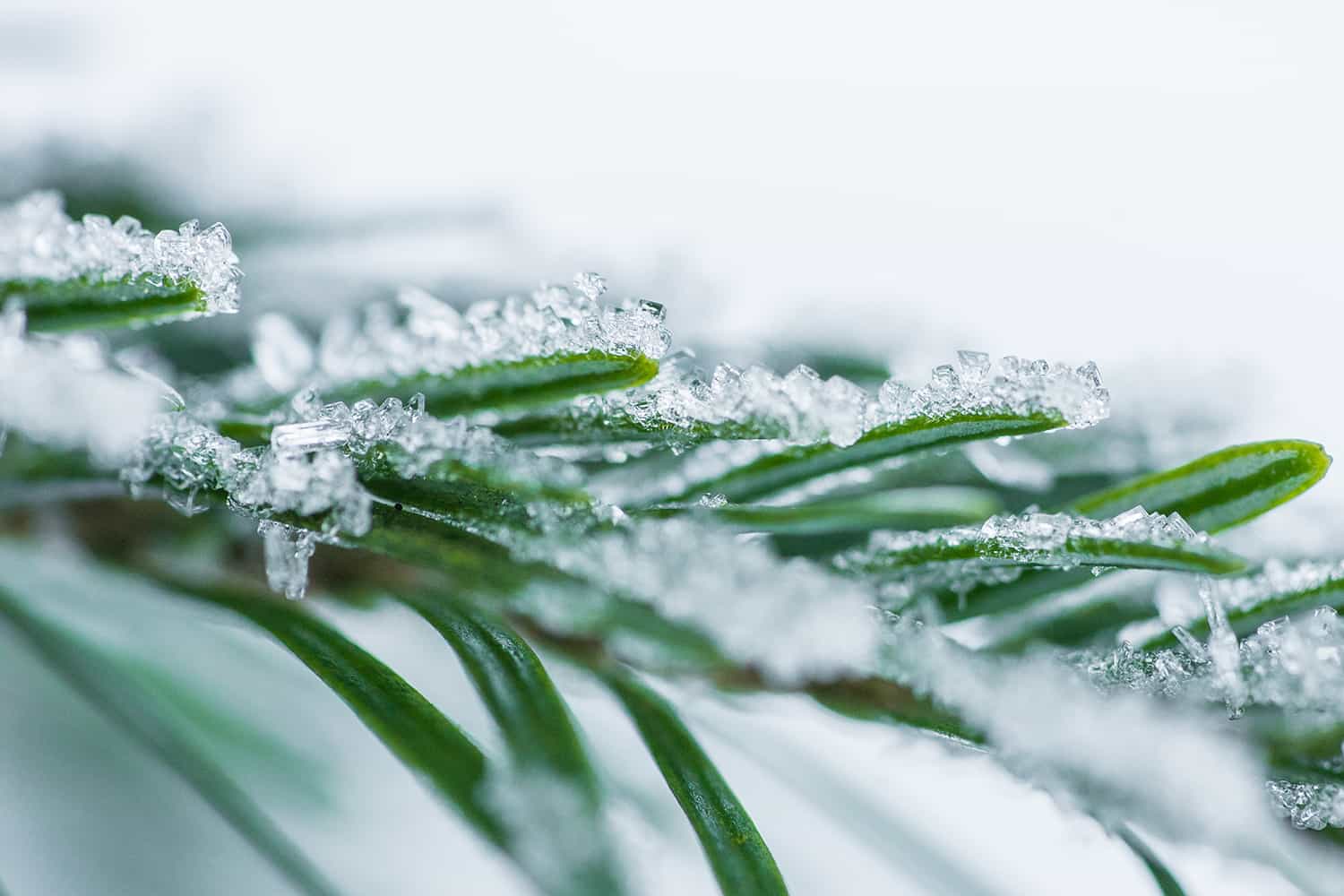 Hheating koi pond waters with snow on green branch