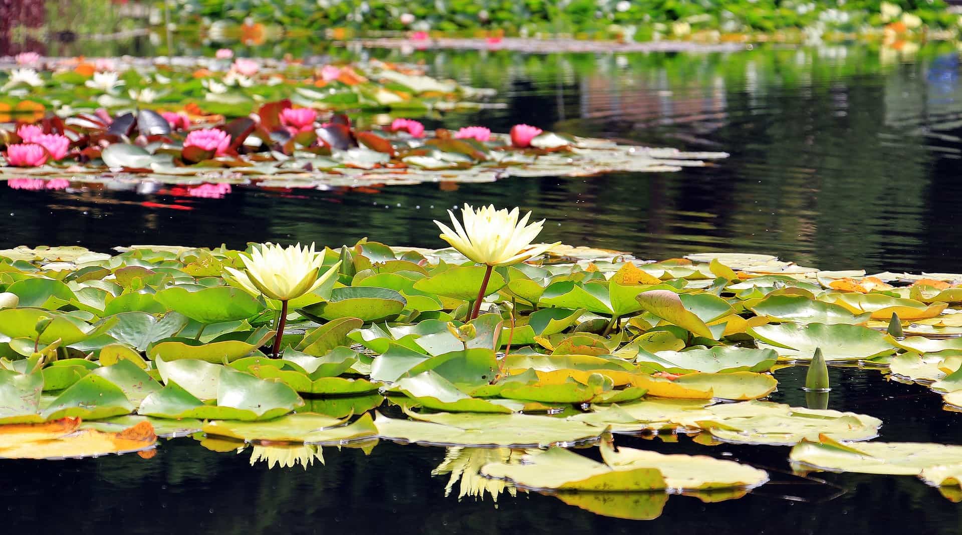 garden pond plants like water lilies in a large Pond