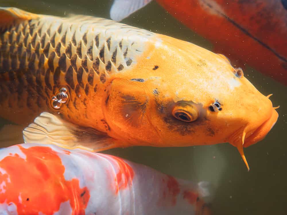 Prize winning koi for your step-by-step ponds