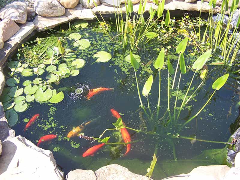 Pond-plants-koi water garden